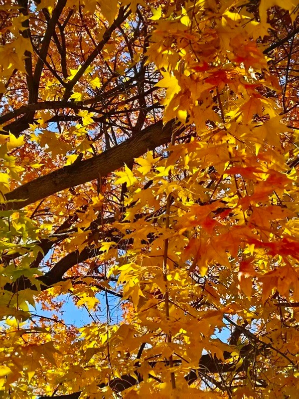 美育|保定理工学院|管理学院|“拾秋入镜 定格斑斓”秋季摄影大赛结果公示