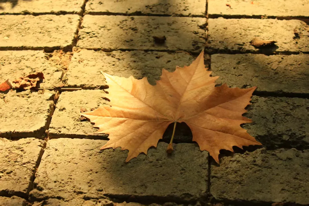 【教育学院·校园小记】秋日回顾：保理的秋与朝暮