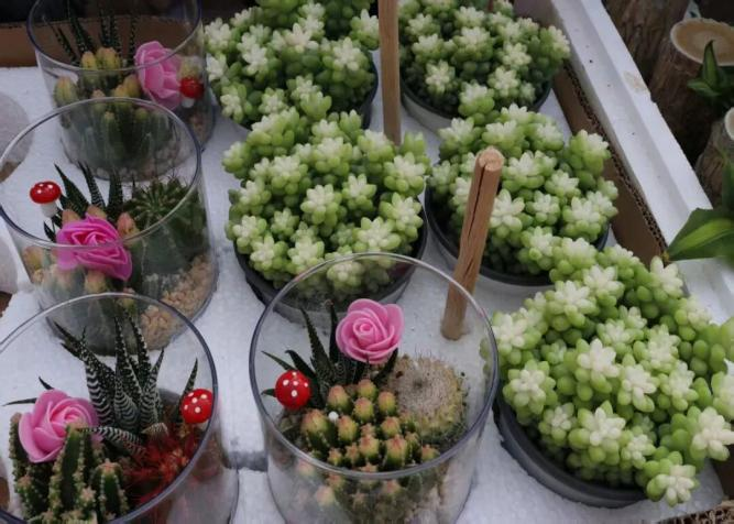 植此青绿  共赴春日——教育学院植树节系列活动